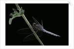 Orthetrum coerulescens (keeled skimmer) - male by Anonymous