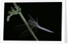 Orthetrum coerulescens (keeled skimmer) - male by Anonymous