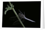 Orthetrum coerulescens (keeled skimmer) - male by Anonymous