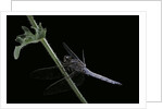 Orthetrum coerulescens (keeled skimmer) - male by Anonymous