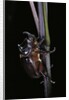 Oryctes nasicornis (rhinoceros beetle) - male by Anonymous