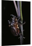 Oryctes nasicornis (rhinoceros beetle) - male by Anonymous