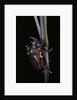 Oryctes nasicornis (rhinoceros beetle) - male by Anonymous