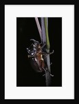 Oryctes nasicornis (rhinoceros beetle) - male by Anonymous