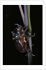Oryctes nasicornis (rhinoceros beetle) - male by Anonymous
