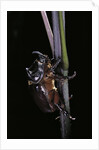 Oryctes nasicornis (rhinoceros beetle) - male by Anonymous
