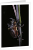 Oryctes nasicornis (rhinoceros beetle) - male by Anonymous
