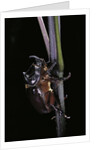 Oryctes nasicornis (rhinoceros beetle) - male by Anonymous