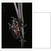 Oryctes nasicornis (rhinoceros beetle) - male by Anonymous