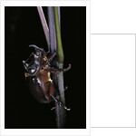 Oryctes nasicornis (rhinoceros beetle) - male by Anonymous