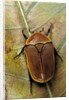 Pachnoda sinuata (garden fruit chafer) by Anonymous