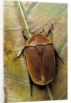 Pachnoda sinuata (garden fruit chafer) by Anonymous