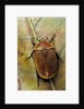 Pachnoda sinuata (garden fruit chafer) by Anonymous