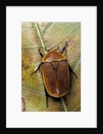 Pachnoda sinuata (garden fruit chafer) by Anonymous