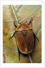 Pachnoda sinuata (garden fruit chafer) by Anonymous