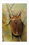 Pachnoda sinuata (garden fruit chafer) by Anonymous