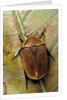 Pachnoda sinuata (garden fruit chafer) by Anonymous