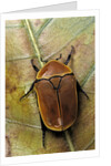 Pachnoda sinuata (garden fruit chafer) by Anonymous