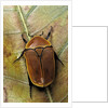 Pachnoda sinuata (garden fruit chafer) by Anonymous