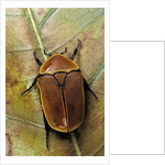Pachnoda sinuata (garden fruit chafer) by Anonymous
