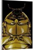 Pachnoda sinuata (garden fruit chafer) by Anonymous