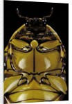 Pachnoda sinuata (garden fruit chafer) by Anonymous
