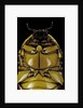 Pachnoda sinuata (garden fruit chafer) by Anonymous
