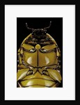 Pachnoda sinuata (garden fruit chafer) by Anonymous