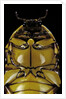 Pachnoda sinuata (garden fruit chafer) by Anonymous