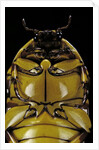 Pachnoda sinuata (garden fruit chafer) by Anonymous