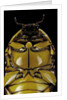 Pachnoda sinuata (garden fruit chafer) by Anonymous