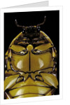 Pachnoda sinuata (garden fruit chafer) by Anonymous