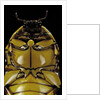 Pachnoda sinuata (garden fruit chafer) by Anonymous