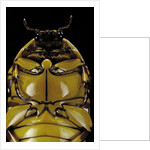 Pachnoda sinuata (garden fruit chafer) by Anonymous