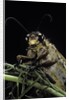Palpares libelluloides (antlion) by Anonymous