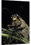 Palpares libelluloides (antlion) by Anonymous
