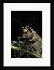 Palpares libelluloides (antlion) by Anonymous