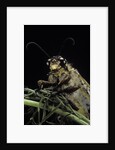 Palpares libelluloides (antlion) by Anonymous