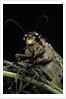 Palpares libelluloides (antlion) by Anonymous