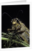 Palpares libelluloides (antlion) by Anonymous