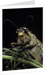 Palpares libelluloides (antlion) by Anonymous