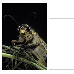 Palpares libelluloides (antlion) by Anonymous