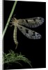 Palpares libelluloides (antlion) by Anonymous