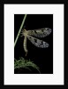Palpares libelluloides (antlion) by Anonymous