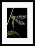 Palpares libelluloides (antlion) by Anonymous