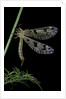 Palpares libelluloides (antlion) by Anonymous