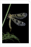 Palpares libelluloides (antlion) by Anonymous