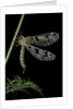 Palpares libelluloides (antlion) by Anonymous