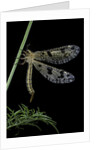 Palpares libelluloides (antlion) by Anonymous