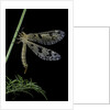 Palpares libelluloides (antlion) by Anonymous